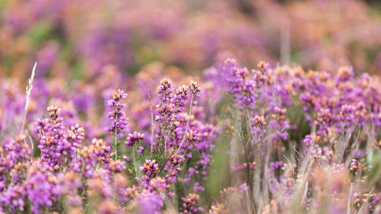 A close up of the pink flowers of the heather at Dunwich Heath